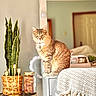 cat, tabby_cat, indoor, plant, snake_plant, candle_holder, jar, blanket, furniture, home_decor, cozy, pet, animal, seated, looking_at_camera, yellow_eyes, collar, mirror, door, soft_lighting
