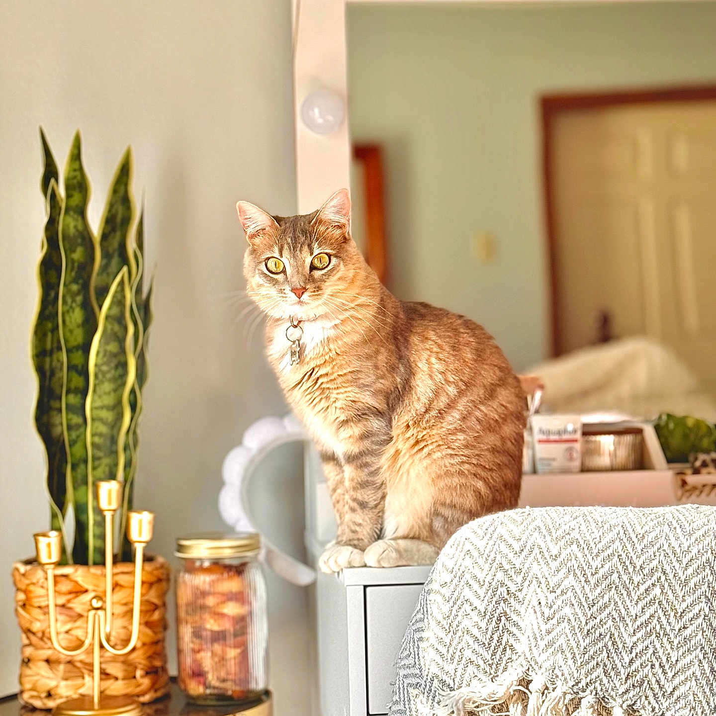 Shelby joined the competition — help win amazing prizes! cat, tabby_cat, indoor, plant, snake_plant, candle_holder, jar, blanket, furniture, home_decor, cozy, pet, animal, seated, looking_at_camera, yellow_eyes, collar, mirror, door, soft_lighting