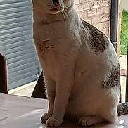 Bounty a rejoint le concours — aidez-le/la à gagner de superbes lots ! cat, animal, pet, indoor, table, wooden_table, sitting, white_cat, brown_spots, fur, whiskers, ears, tail, window, brick_wall, chair, light, shadow, quiet, calm