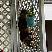 Nini a rejoint le concours — aidez-le/la à gagner de superbes lots ! cat, tabby_cat, lattice_fence, flower_pot, green_plants, climbing, outdoor, vertical, curious, animal, pet, whiskers, tail, paws, wooden_structure, daylight, nature, garden, house, balcony