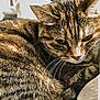 Nini a rejoint le concours — aidez-le/la à gagner de superbes lots ! cat, tabby, close_up, lounging, feline, fur, whiskers, relaxed, indoor, cozy, curtains, soft_surface, striped, animal, pet, resting, portrait, texture, warm_lighting, home