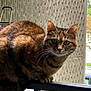Nini a rejoint le concours — aidez-le/la à gagner de superbes lots ! cat, tabby, balcony, railing, green_eyes, fur, whiskers, leafy, plant, outdoor, animal, pet, texture, background, curious, perched, closeup, nature, daylight, window