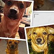 Diego a rejoint le concours — aidez-le/la à gagner de superbes lots ! animal, background, blanket, brown_dog, canine, close_up, collage, cute, dog, ears, face, floor, fur, furry, indoor, lying_down, paw, pet, sitting, table