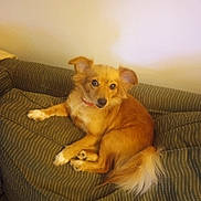 Miss Scarlett joined the competition — help win amazing prizes! animal, brown, canine, comfortable, companion, couch, curious, cute, dog, domestic, ears, fur, furniture, home, indoor, looking, pet, relaxed, resting, tail
