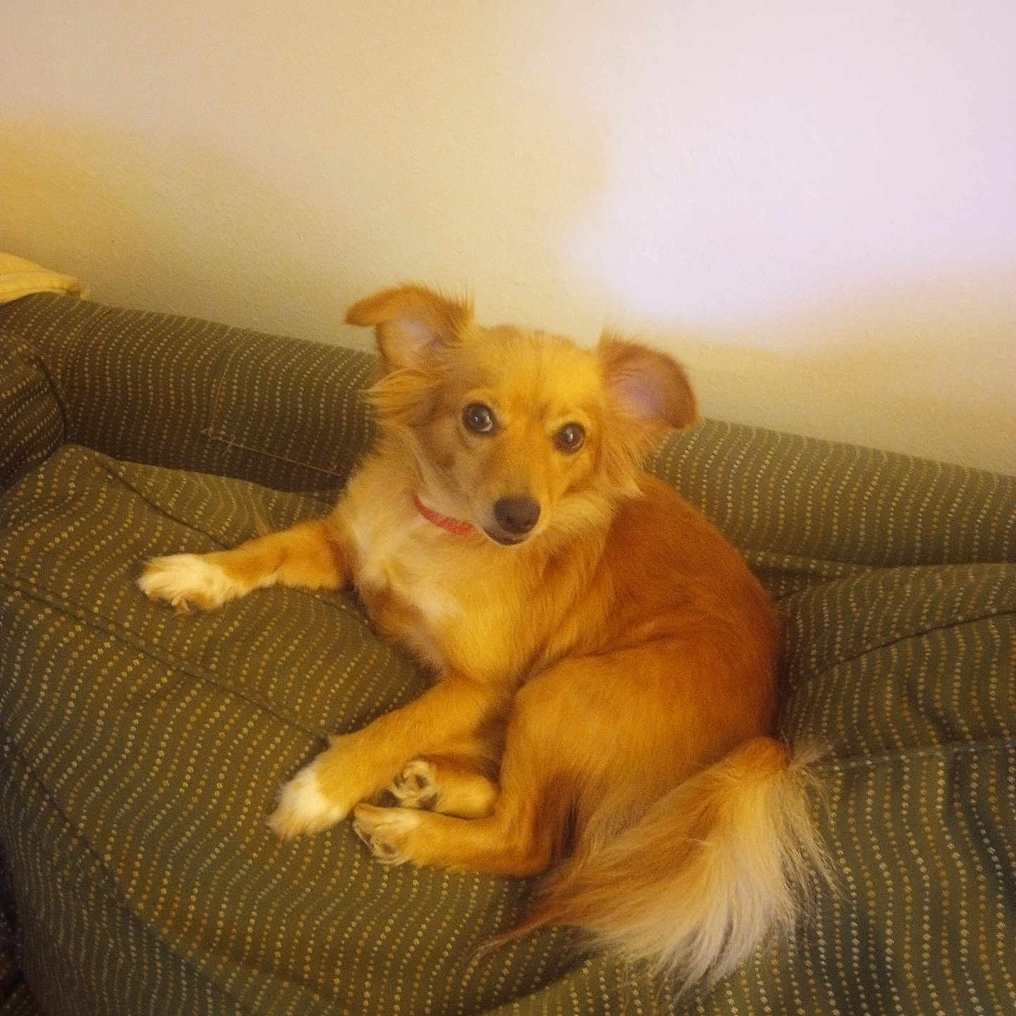 Miss Scarlett joined the competition — help win amazing prizes! animal, brown, canine, comfortable, companion, couch, curious, cute, dog, domestic, ears, fur, furniture, home, indoor, looking, pet, relaxed, resting, tail