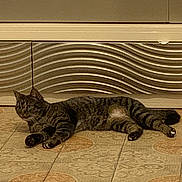 Shiva a rejoint le concours — aidez-le/la à gagner de superbes lots ! cat, tabby, indoor, floor, tile, pattern, striped, pet, animal, relaxed, lying_down, curious, ears_up, whiskers, paws, tail, home, wall_panel, texture, brown