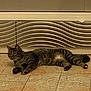 cat, tabby, indoor, floor, tile, pattern, striped, pet, animal, relaxed, lying_down, curious, ears_up, whiskers, paws, tail, home, wall_panel, texture, brown