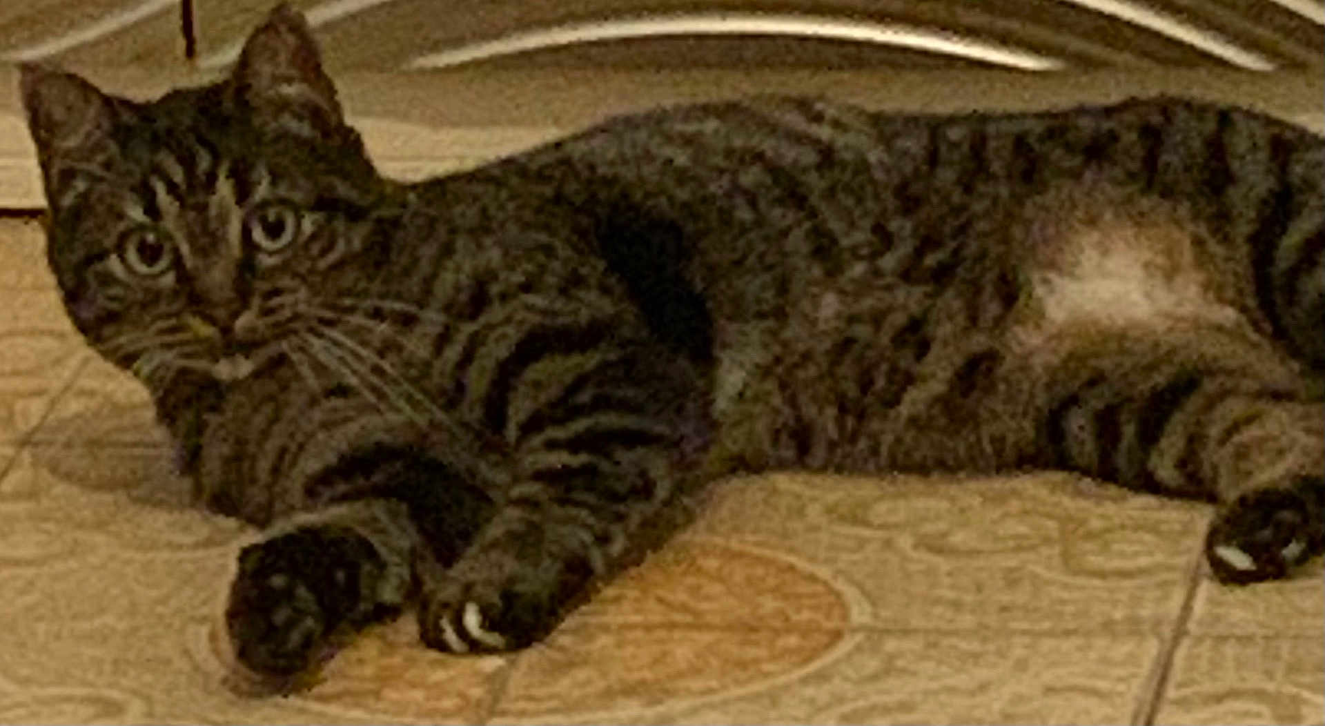 Shiva participe au concours pour gagner de l'argent avec cette photo : cat, tabby, indoor, floor, tile, pet, animal, whiskers, paws, lying_down, curious, looking_at_camera, striped, feline, domestic_cat, relaxed, close_up, ears, eyes, home