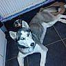 animal, black_and_white, blue_eyes, dog, dog_bed, floor, food_bowl, gray_fur, home, husky, indoor, long_legs, lying_down, pet, pointed_ears, portrait, radiator, siberian_husky, tile, white_fur