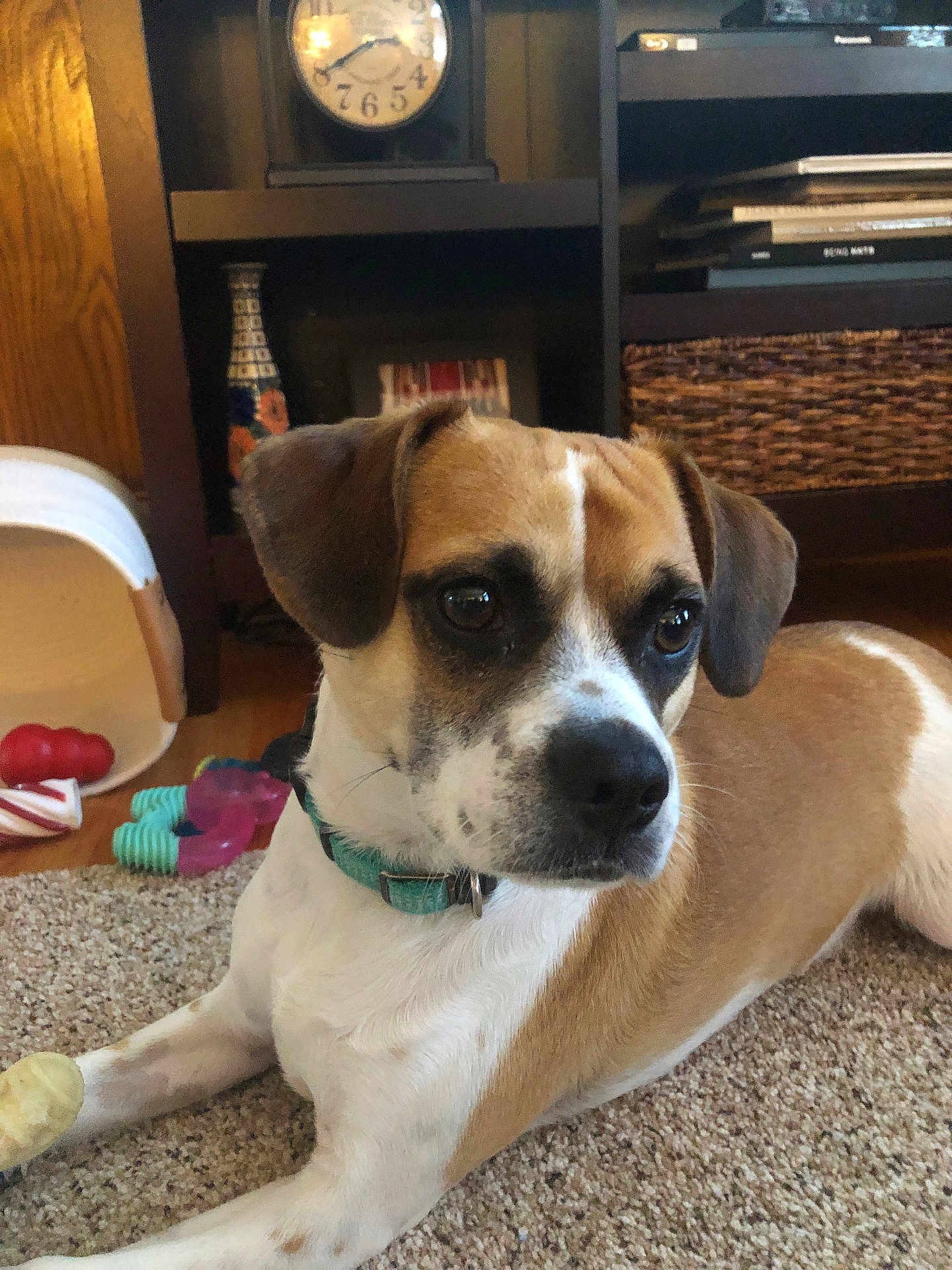 Charles joined the competition — help win amazing prizes! dog, brown_and_white, collar, carpet, toy, living_room, clock, basket, wooden_floor, furniture, pet, indoor, relaxed, canine, animal, closeup, home, ears, face, floor
