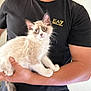 animal, arm, black_tshirt, cat, clothing, cute, domestic_animal, eyes, face, feline, fur, hand, holding, indoor, kitten, looking, mammal, person, pet, young_cat
