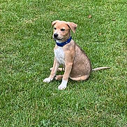 Bron joined the competition — help win amazing prizes! puppy, dog, grass, outdoor, collar, sitting, pet, animal, cute, young, nature, green, fur, canine, playful, garden, domestic_animal, alert, summer, friendly