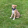 puppy, dog, grass, outdoor, collar, sitting, pet, animal, cute, young, nature, green, fur, canine, playful, garden, domestic_animal, alert, summer, friendly