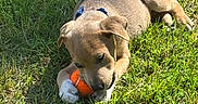 Bron is registered to the contest to win money with this photo: puppy, dog, grass, outdoor, playing, pet, animal, sunlight, toy, chewing, cute, young, nature, collar, brown, happy, summer, paw, relaxed, fun