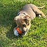 puppy, dog, grass, outdoor, playing, pet, animal, sunlight, toy, chewing, cute, young, nature, collar, brown, happy, summer, paw, relaxed, fun