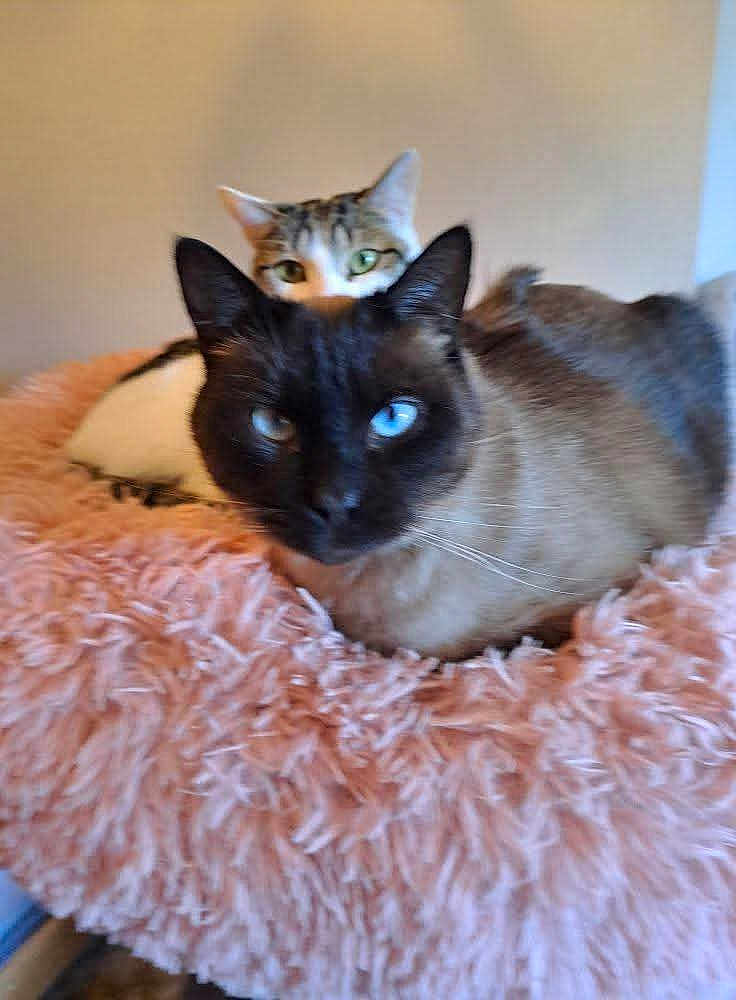 Sumo