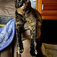 Tinks is registered to the contest to win money with this photo: armrest, blanket, blue, cat, couch, cozy, eyes, feline, fur, furniture, home_interior, indoor, paws, pet_bed, relaxed, resting, stretching, tortoiseshell, whiskers, wooden_cabinet