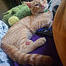 alligator_plush, blanket, cat, closeup, collar, cozy, cute, domestic_animal, feline, indoor, kitten, orange_tabby, paw, pet, plush_toy, relaxed, remote_control, resting, sleepy, striped_fur