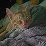 blanket, cat, close_up, cozy, cute, domestic_animal, fur, furry, indoor, kitten, nap, orange_tabby, pet, pink_nose, plush_toy, relaxed, resting, sleeping, soft_texture, whiskers