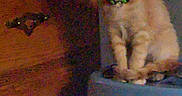 Mango is registered to the contest to win money with this photo: animal, blue_surface, cat, collar, container, curious, domestic_cat, dresser, feline, furniture, household, indoor, kitten, low_light, orange_cat, pet, plastic, sitting, small_cat, wood