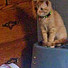 animal, blue_surface, cat, collar, container, curious, domestic_cat, dresser, feline, furniture, household, indoor, kitten, low_light, orange_cat, pet, plastic, sitting, small_cat, wood