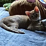 animal, blanket, blue, brown, cat, collar, cozy, cute, feline, green, indoor, kitten, pet, plush_toy, relaxed, resting, sleepy, soft_texture, stuffed_animal, toy