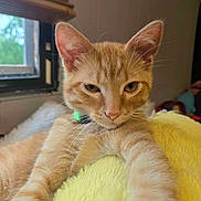 Mango is registered to the contest to win money with this photo: animal, blanket, cat, close_up, collar, cute, domestic_cat, ears, feline, fluffy, indoor, kitten, orange_tabby, pet, relaxed, sleepy, soft_texture, whiskers, window, yellow