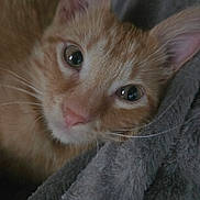 Mango joined the competition — help win amazing prizes! cat, orange_tabby, close_up, pet, animal, feline, whiskers, ears, eyes, nose, fur, blanket, soft_texture, cozy, indoor, cute, resting, portrait, domestic_animal, sleepy