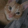 cat, orange_tabby, close_up, pet, animal, feline, whiskers, ears, eyes, nose, fur, blanket, soft_texture, cozy, indoor, cute, resting, portrait, domestic_animal, sleepy