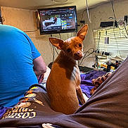 Milliemae joined the competition — help win amazing prizes! dog, chihuahua, pet, small_dog, brown_fur, big_ears, looking_back, bed, blanket, person, blue_shirt, television, monitor, wires, blinds, indoor, cozy, laptop_keyboard, pajamas, wall