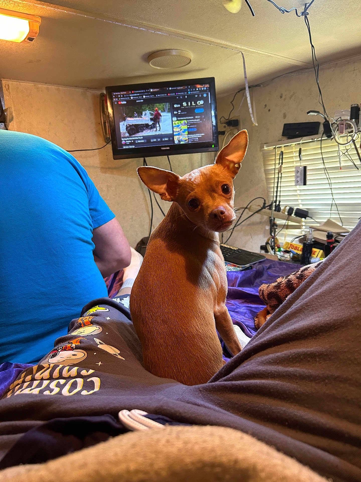 Milliemae joined the competition — help win amazing prizes! dog, chihuahua, pet, small_dog, brown_fur, big_ears, looking_back, bed, blanket, person, blue_shirt, television, monitor, wires, blinds, indoor, cozy, laptop_keyboard, pajamas, wall