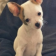 Abricot participe au concours pour gagner de l'argent avec cette photo : dog, chihuahua, puppy, pet, head_tilt, big_ears, white_fur, front_paws, nose, eyes, whiskers, sitting, lap, indoor, portrait, closeup, cute, small_dog, person_lap, soft_lighting