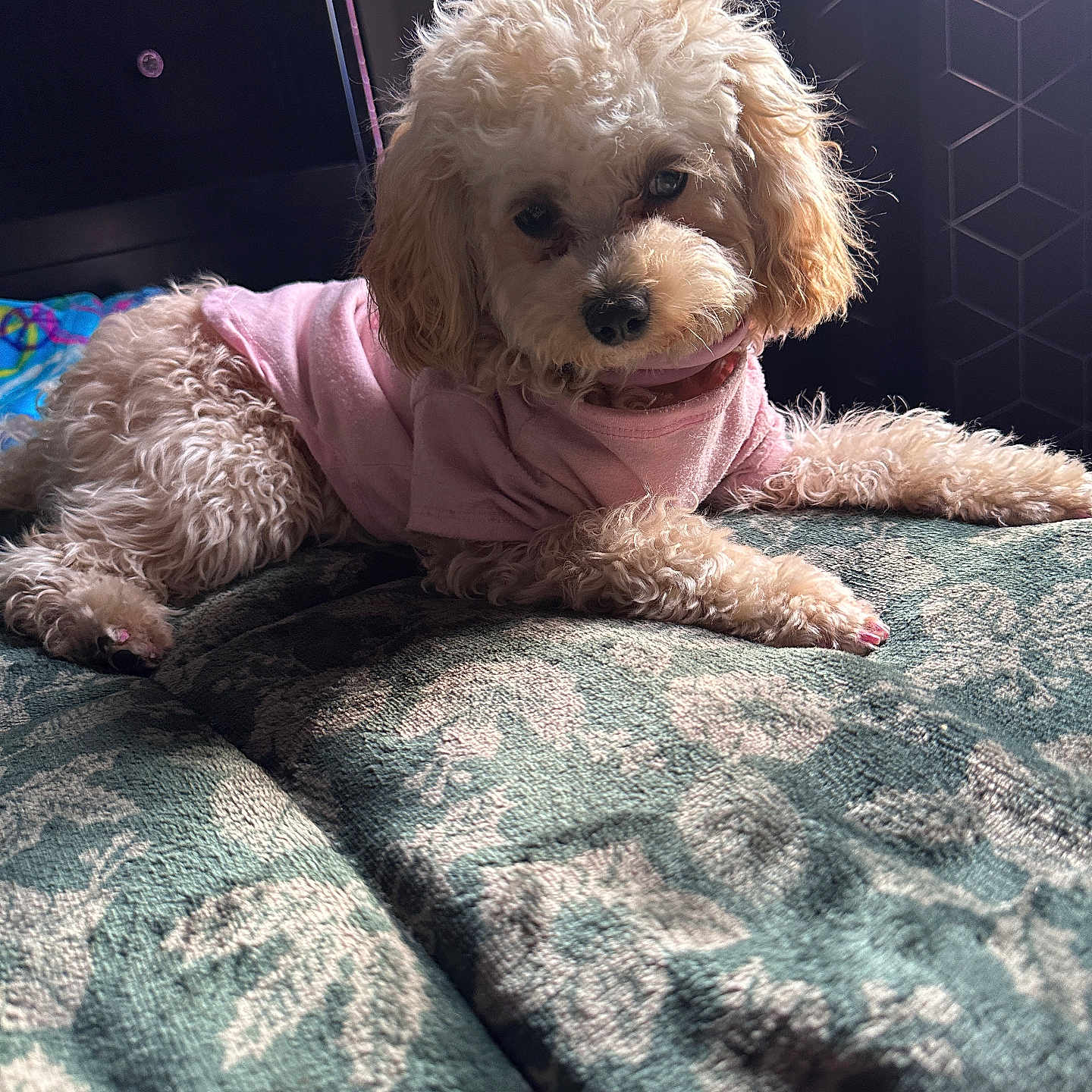 Mia Blue Berry is registered to the contest to win money with this photo: animal, bed, bedroom, blanket, canine, cockerspaniel, computer, couch, dog, electronics, furniture, indoors, laptop, pc, pet, poodle, puppy, room, terrier, whitedog