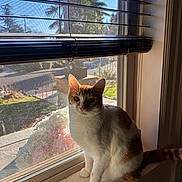 Spooky is registered to the contest to win money with this photo: cat, windowsill, window, blinds, sunlight, orange_cat, white_cat, indoor, pet, animal, curious, sitting, daylight, shadow, houseplant, screen, palm_tree, outdoor, quiet, serene