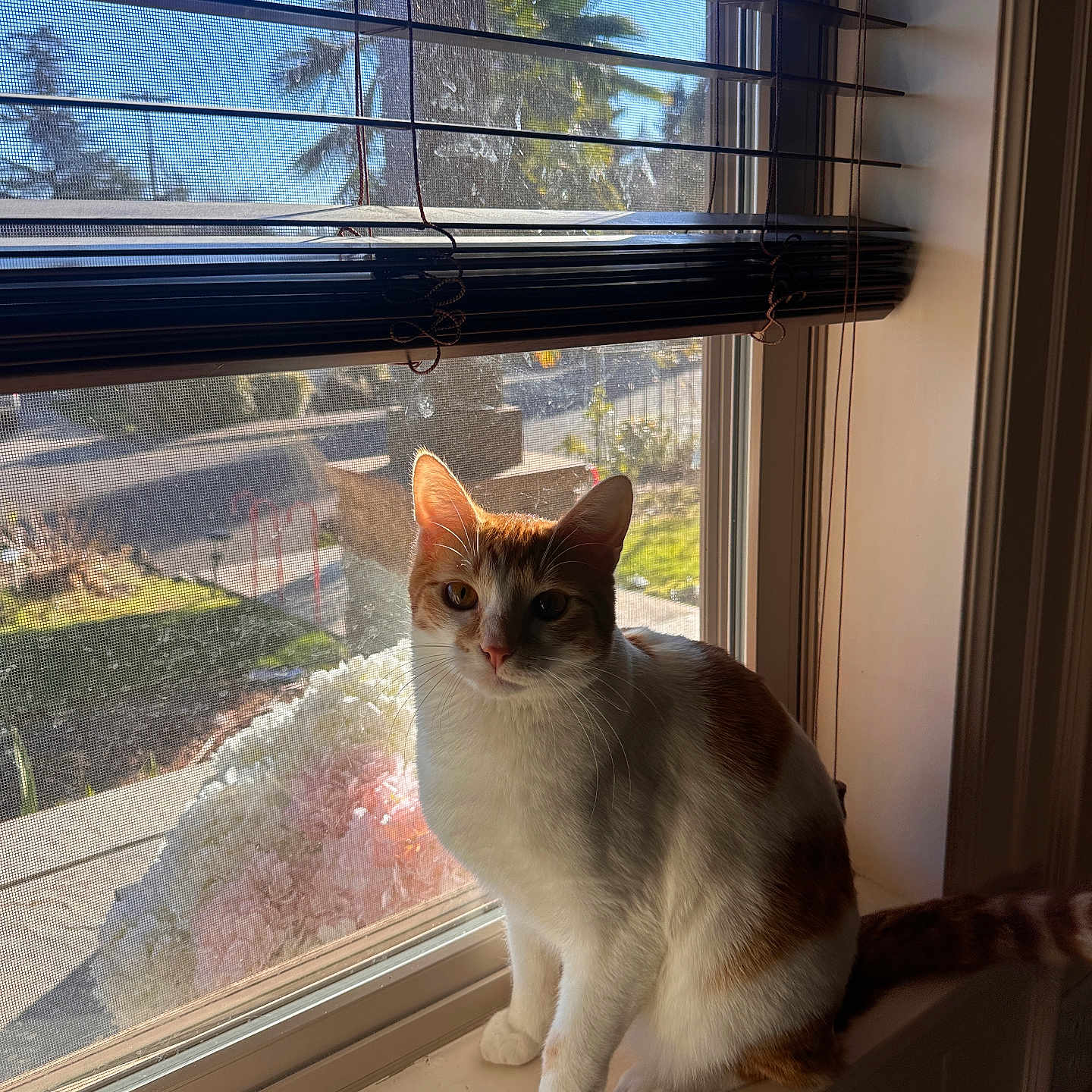 Spooky is registered to the contest to win money with this photo: cat, windowsill, window, blinds, sunlight, orange_cat, white_cat, indoor, pet, animal, curious, sitting, daylight, shadow, houseplant, screen, palm_tree, outdoor, quiet, serene