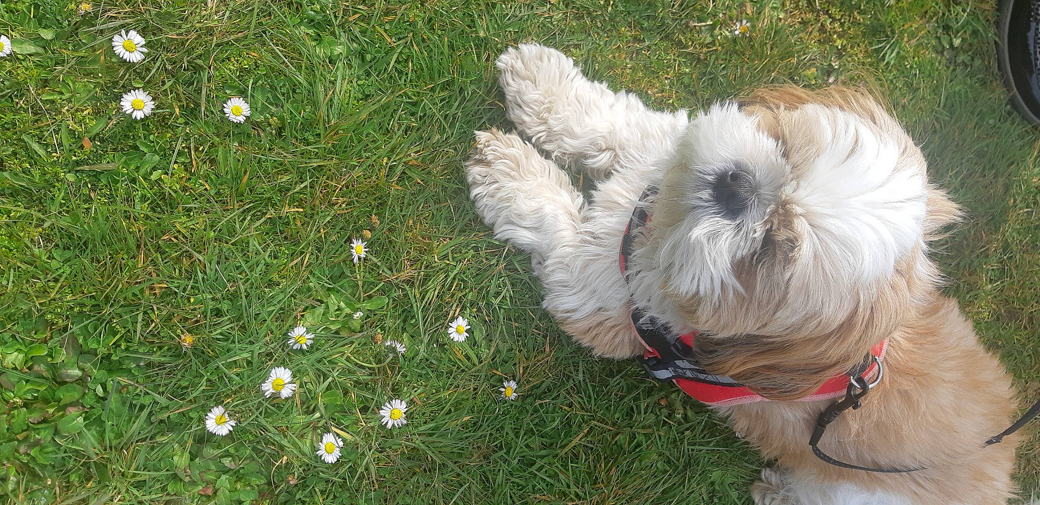 Ondine a rejoint le concours — aidez-le/la à gagner de superbes lots ! carnivore, collar, companion_dog, dog, dog_breed, dog_collar, dog_supply, fawn, fur, grass, groundcover, leash, pet_supply, plant, small_terrier, snout, sporting_group, terrier, toy_dog, working_animal