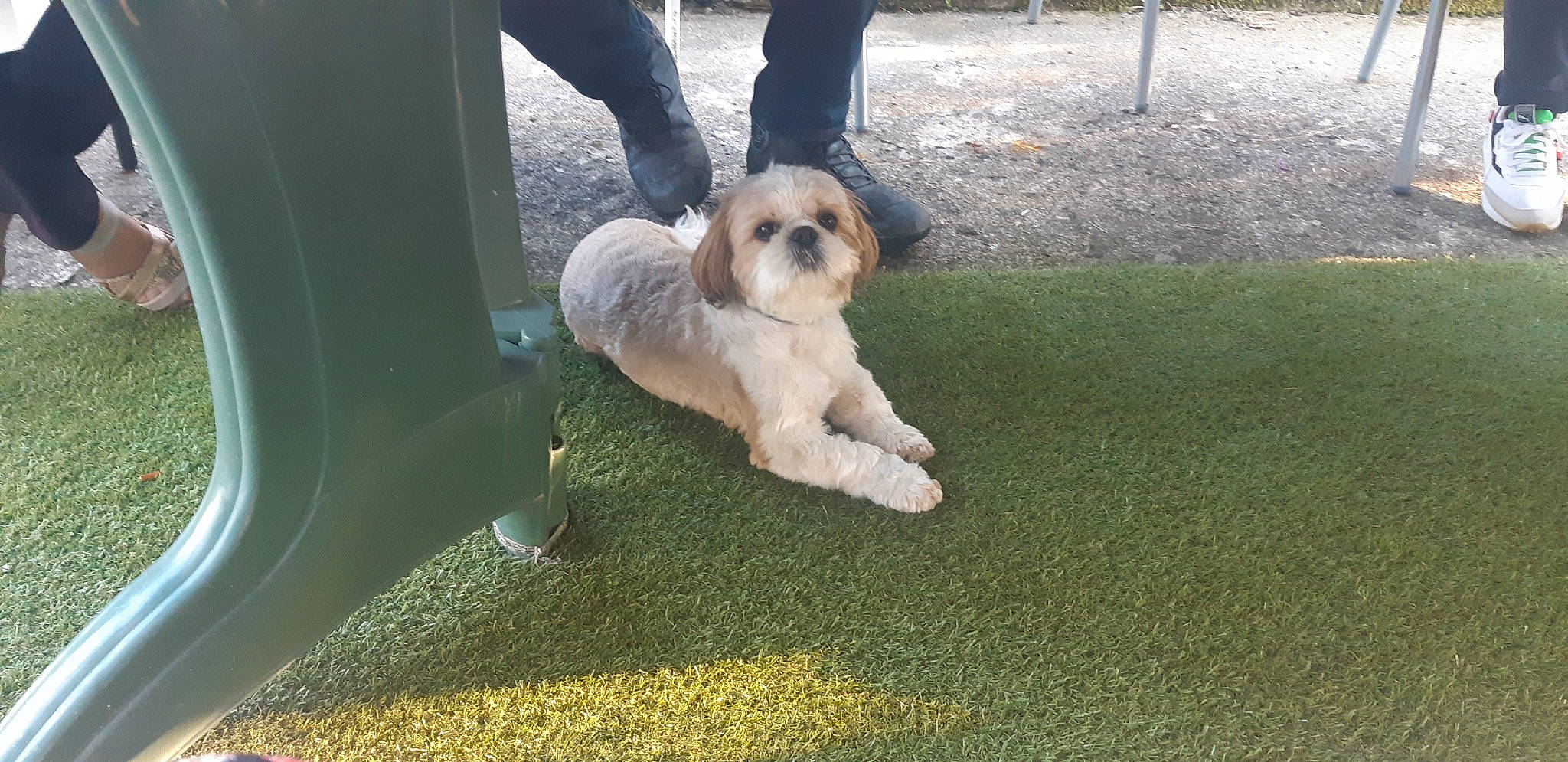 Ondine a rejoint le concours — aidez-le/la à gagner de superbes lots ! carnivore, companion_dog, dog, dog_breed, dog_collar, dog_supply, fawn, fur, grass, maltepoo, puppy_love, small_terrier, snout, sporting_group, sunglasses, tail, terrier, toy_dog, vehicle_door, working_animal