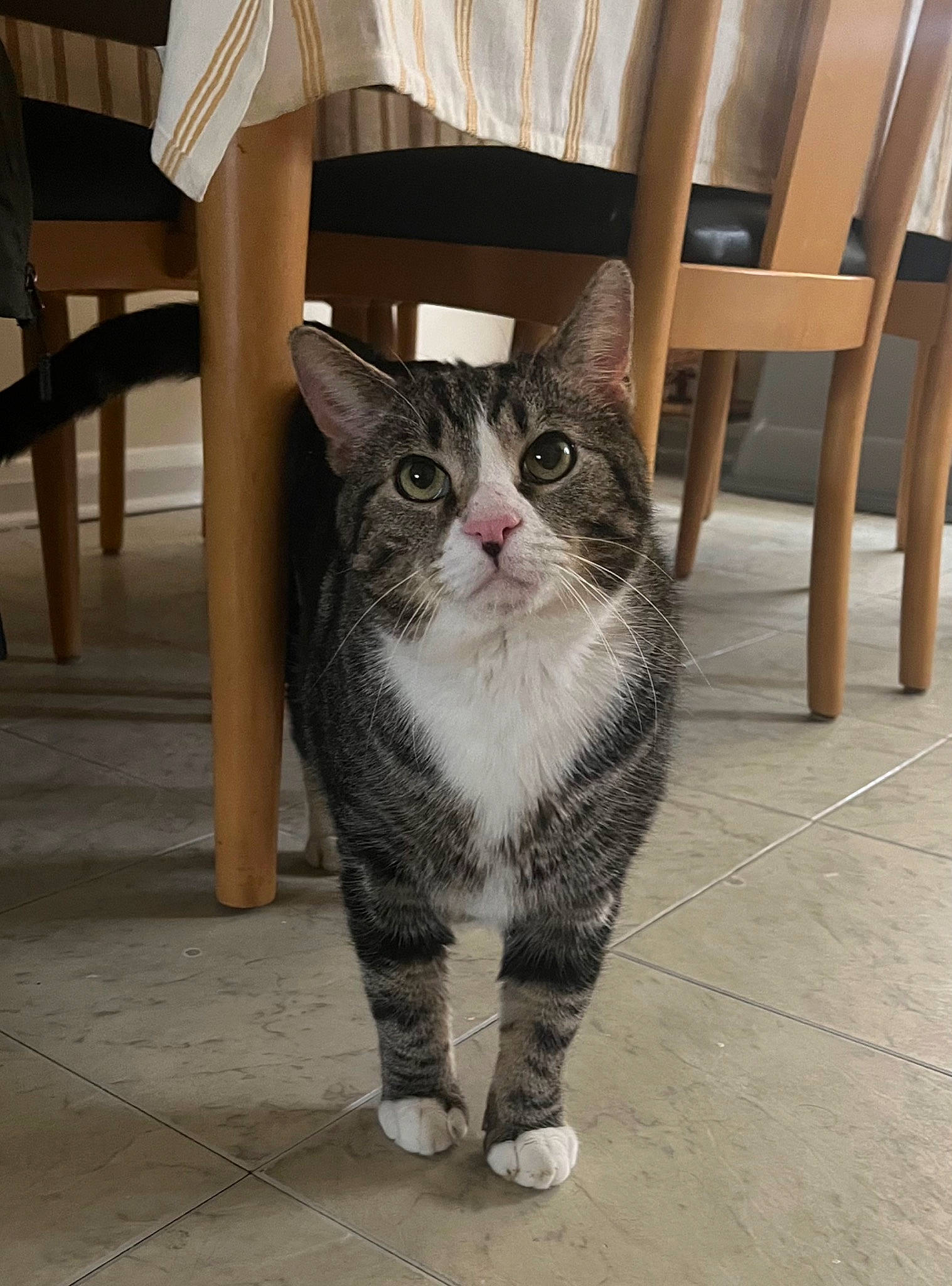 Bob joined the competition — help win amazing prizes! automotive_tire, carnivore, cat, chair, curtain, domestic_short_haired_cat, door, felidae, floor, flooring, fur, grey, hardwood, paw, small_to_medium_sized_cats, snout, tail, whiskers, window, wood