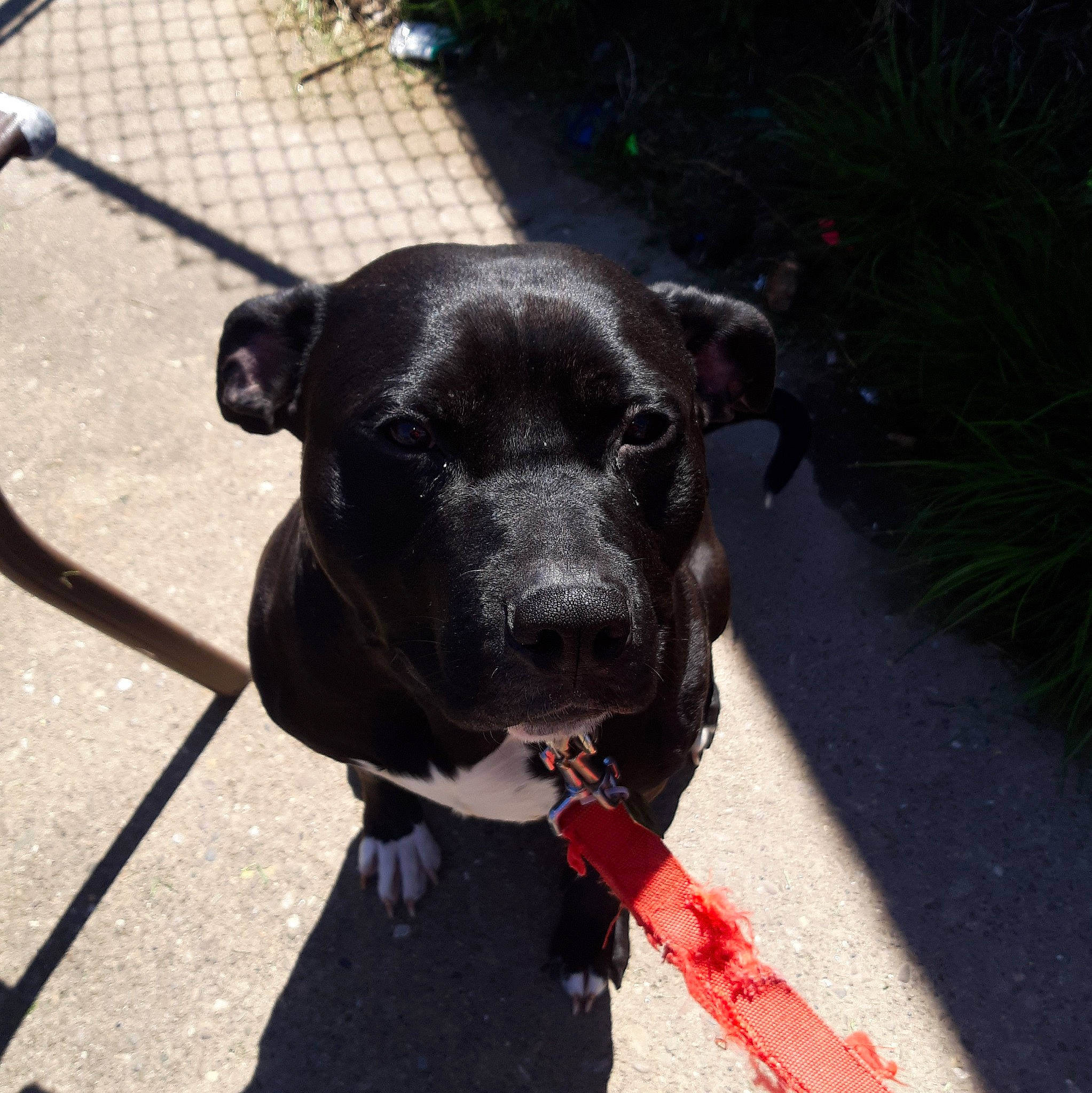 Sampson is registered to the contest to win money with this photo: canidae, carnivore, collar, companion_dog, dog, dog_breed, dog_collar, dog_supply, leash, mammal, pet_supply, road_surface, shadow, sidewalk, snout, sporting_group, tail, tar, working_animal, working_dog