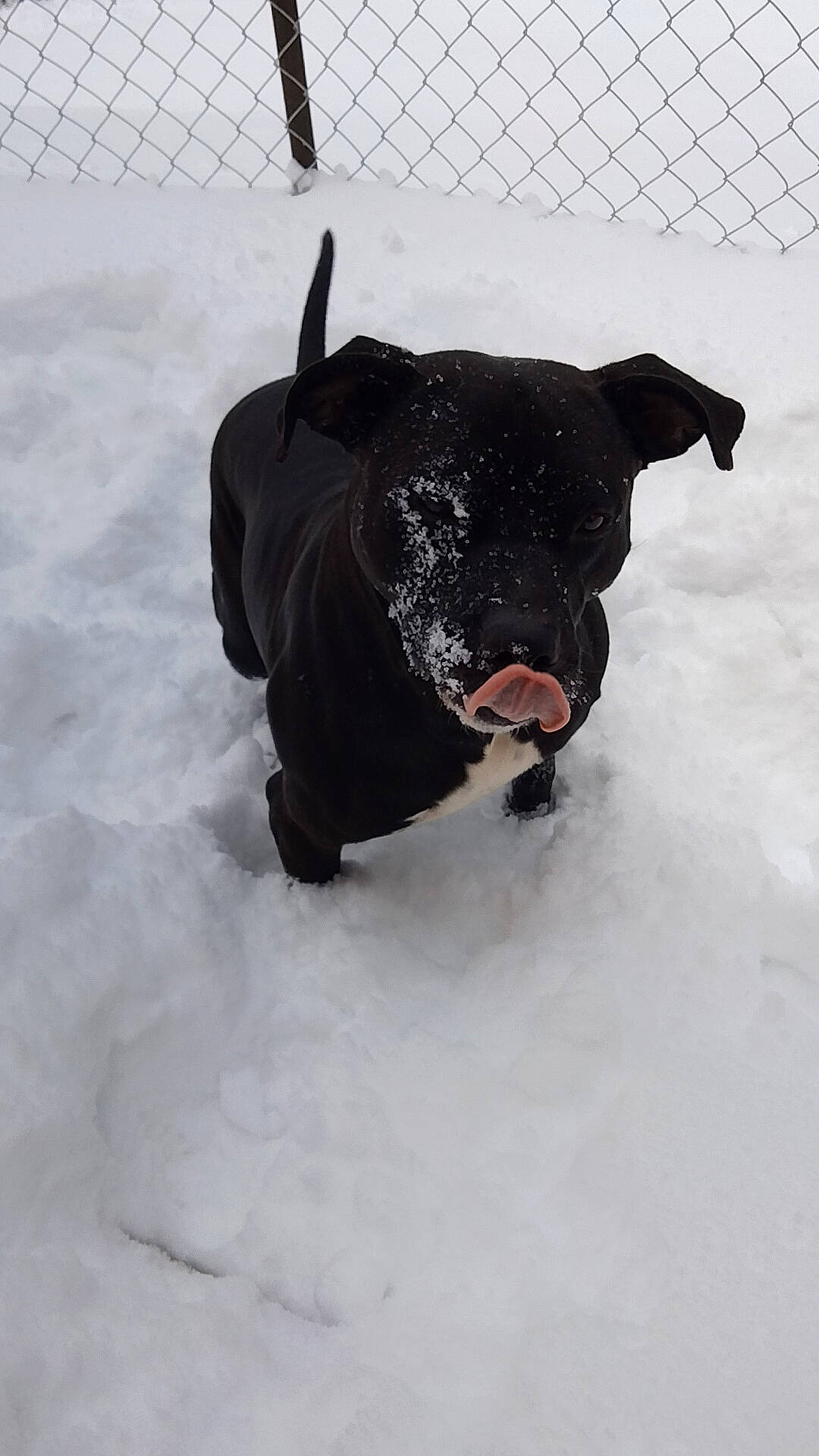 Sampson is registered to the contest to win money with this photo: canidae, carnivore, dog, dog_breed, event, fence, freezing, fur, guard_dog, mesh, non_sporting_group, recreation, snout, snow, sporting_group, tail, terrestrial_animal, winter, working_animal, working_dog