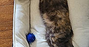 Patches joined the competition — help win amazing prizes! animal, ball, cat, comfort, cozy, cute, domestic, feather, feline, fur, indoor, napping, paw, pet_bed, relaxed, resting, sleeping, tortoiseshell, toy, wooden_floor