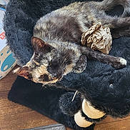 Patches is registered to the contest to win money with this photo: animal, black_bed, cat, comfortable, cozy, crumpled_paper, cute, domestic, feline, fluffy_bed, fur, indoor, pet, relaxing, resting, rug, sleeping, tortoiseshell_cat, window, wooden_floor
