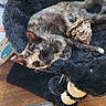 animal, black_bed, cat, comfortable, cozy, crumpled_paper, cute, domestic, feline, fluffy_bed, fur, indoor, pet, relaxing, resting, rug, sleeping, tortoiseshell_cat, window, wooden_floor