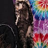 animal, black_and_white, blanket, cat, colorful, comfort, companion, cozy, cute, feline, fur, human_leg, indoor, lying_down, pet, relaxed, resting, sleeping, soft, tie_dye