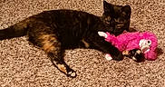 Honey is registered to the contest to win money with this photo: animal, carpet, cat, claw, cute, domestic_cat, floor, fur, indoor, mammal, pet, pink_toy, playful, plush_toy, relaxed, resting, small_animal, soft_texture, tortoiseshell_cat, toy