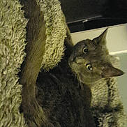 Athena is registered to the contest to win money with this photo: cat, feline, pet, animal, blanket, fur, cozy, indoor, curious, eyes, tail, texture, resting, relaxed, home, comfort, couch, furniture, dim_light, closeup
