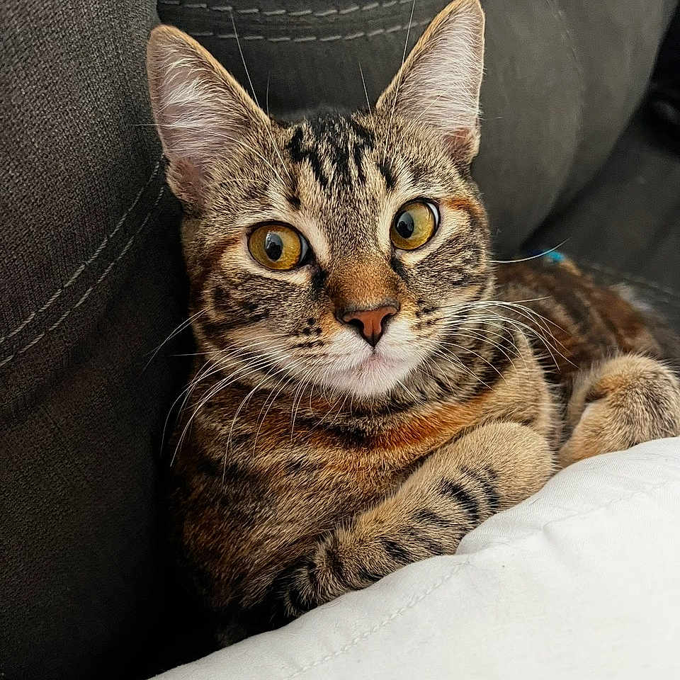 Cheeto is registered to the contest to win money with this photo: cat, tabby_cat, feline, pet, animal, portrait, close_up, wide_eyes, whiskers, ears, striped_fur, brown_fur, golden_eyes, indoor, couch, leather, blanket, relaxed, sitting, cute
