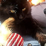 Shadow joined the competition — help win amazing prizes! black_cat, cat, pet, animal, whiskers, green_eyes, fur, sitting, lying_down, toy, striped_ball, indoor, sunlight, backpack, desk, workspace, close_up, portrait, dramatic_lighting, domestic_animal
