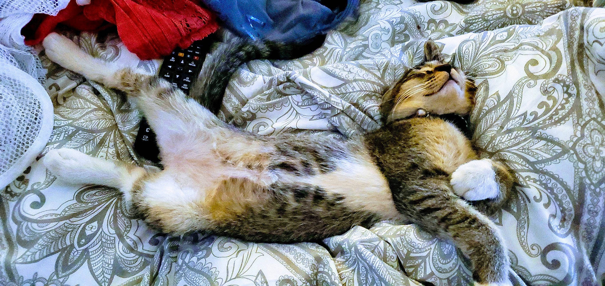 Oliver James North joined the competition — help win amazing prizes! american_shorthair, asian, carnivore, cat, claw, domestic_short_haired_cat, dragon_li, egyptian_mau, european_shorthair, felidae, fur, kitten, nap, paw, pixie_bob, small_to_medium_sized_cats, tabby_cat, whiskers, wild_cat