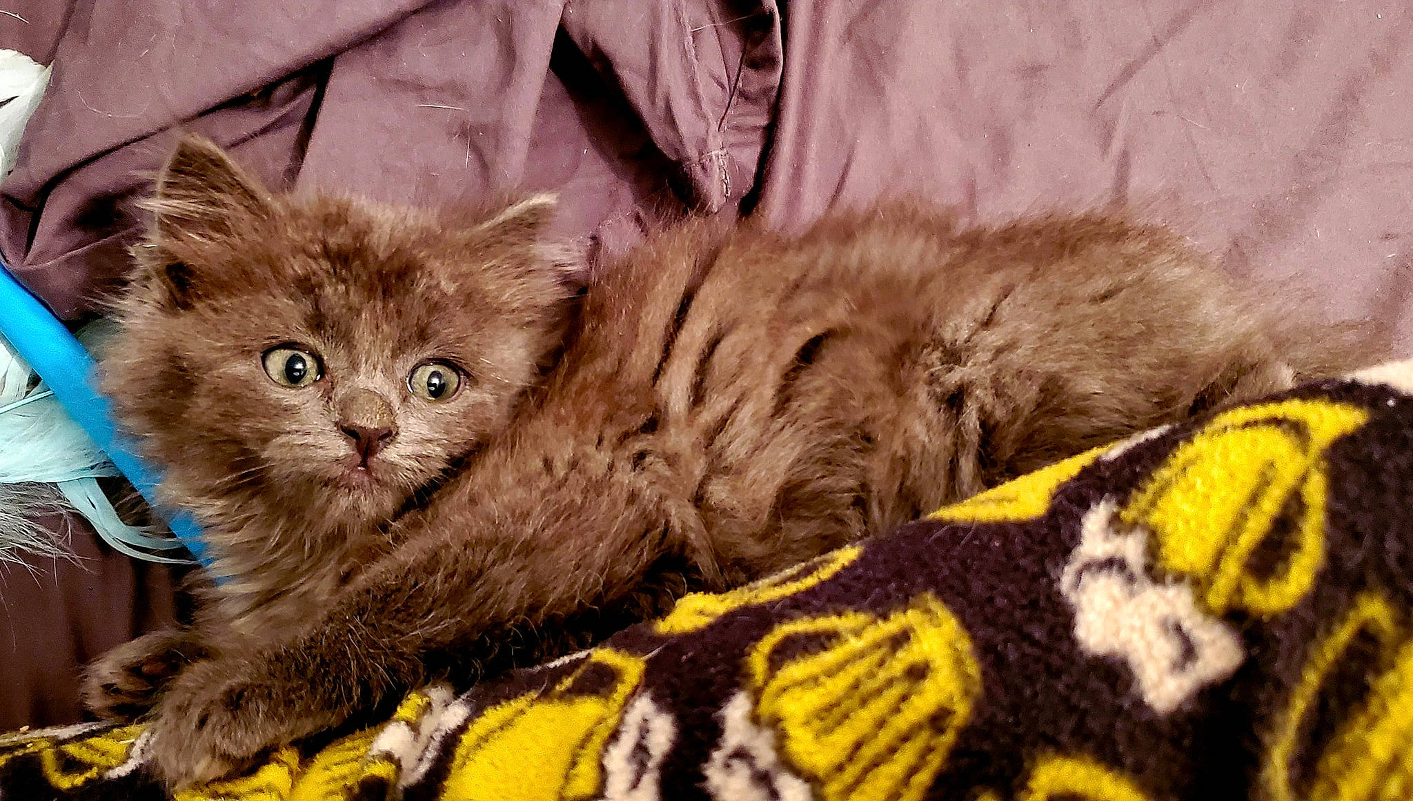 Oscar Wilde joined the competition — help win amazing prizes! asian, asian_semi_longhair, british_longhair, british_semi_longhair, carnivore, cat, domestic_long_haired_cat, domestic_short_haired_cat, dragon_li, felidae, fur, kitten, mammal, norwegian_forest_cat, pixie_bob, siberian, small_to_medium_sized_cats, tabby_cat, vertebrate, whiskers